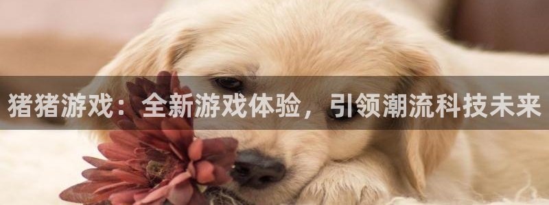 bg大游官网开户待遇：猪猪游戏：全新游戏体验，引领潮流科技未来